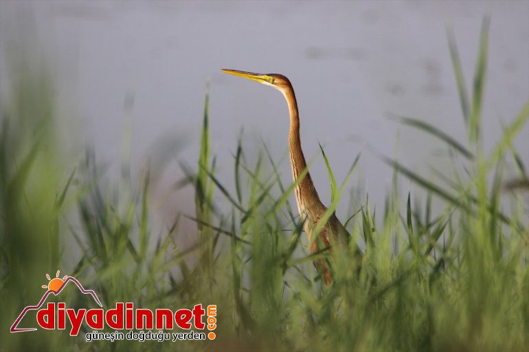 erguvani Dağı Ağrı görüntülendi Parkı