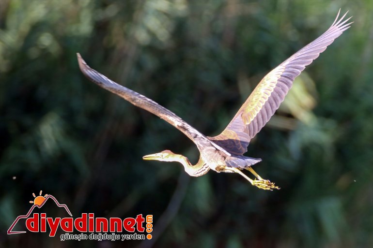 görüntülendi balıkçıl Milli Dağı Parkı