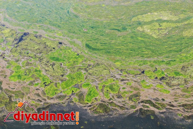 kaplandı bazı Milli Parkı