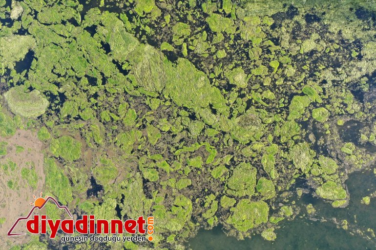 Milli kaplandı Ağrı Parkı