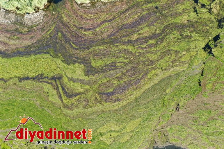 Ağrı yosunla bölümleri kaplandı bazı Milli Parkı