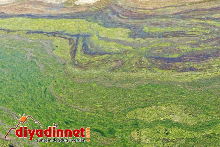 Dağı kaplandı yosunla Ağrı bazı bölümleri Parkı