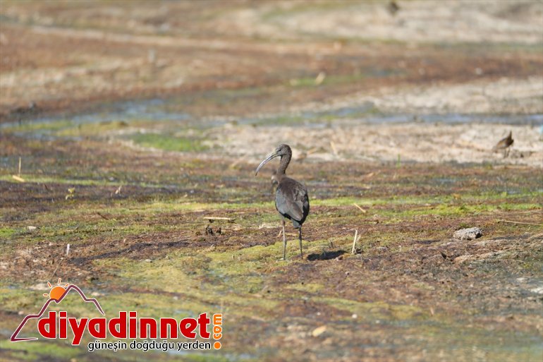 Ağrı kaplandı bazı Milli Dağı Parkı