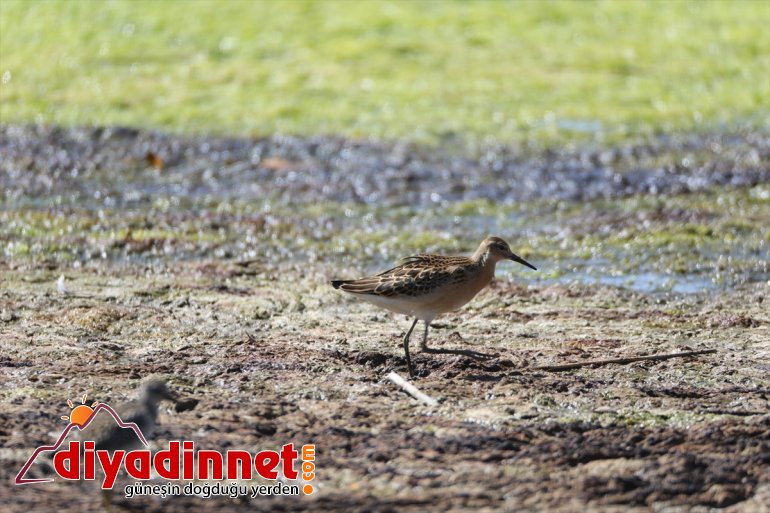 bölümleri kaplandı Parkı