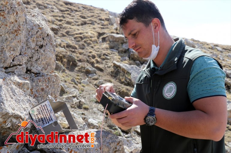 kurt doğaya AĞRI dağda 4 bulunup beslenen salındı ay - Yavruyken 5 1