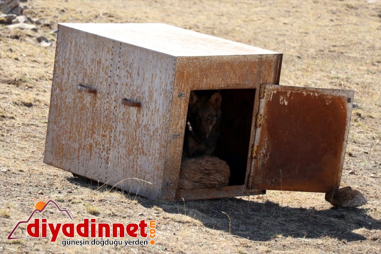 beslenen ay kurt Yavruyken salındı doğaya dağda AĞRI 5 4 bulunup - 2