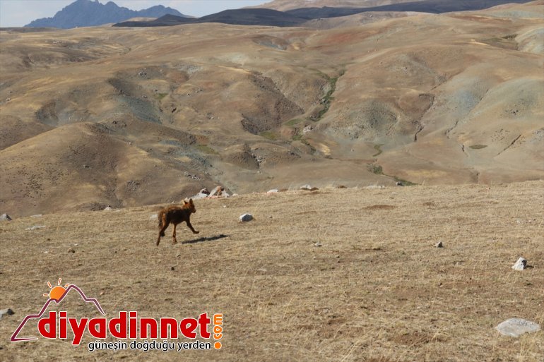 dağda Yavruyken AĞRI ay bulunup 5 beslenen doğaya salındı kurt 4 - 3