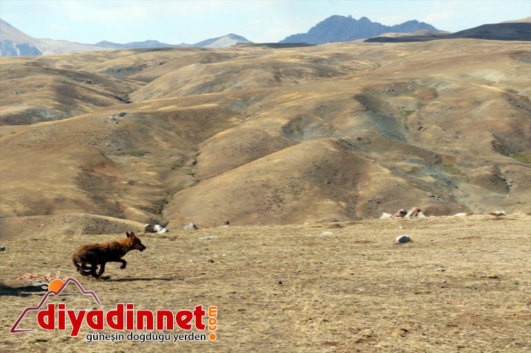 4 AĞRI beslenen kurt dağda salındı ay - 5 doğaya Yavruyken bulunup 4