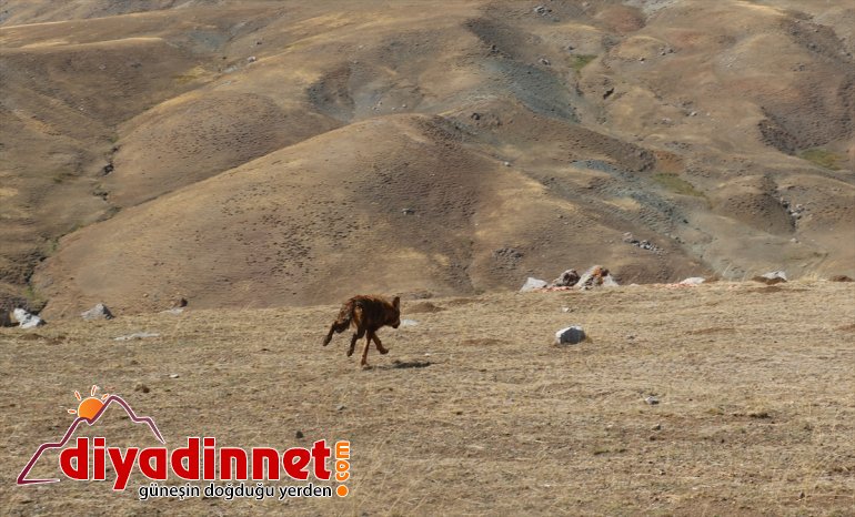 5 4 AĞRI ay bulunup salındı Yavruyken beslenen dağda kurt - doğaya 5