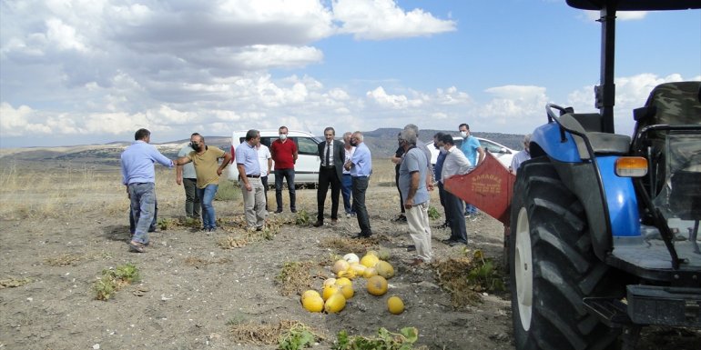 Arguvan'da deneme ekimi yapılan çerezlik kabağın hasadı yapıldı