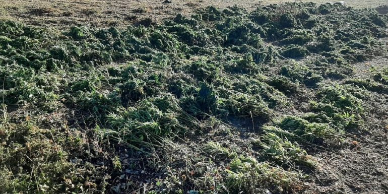 Bingöl'de 284 kilo 200 gram esrar ele geçirildi