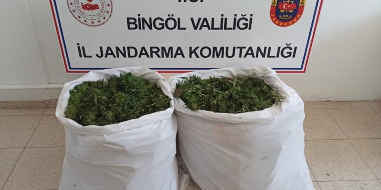 Bingöl'de 1473 kök Hint keneviri ele geçirildi