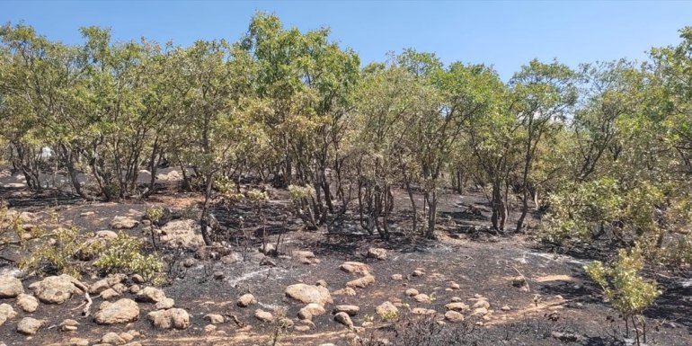 Bingöl'de ormanlık alanda çıkan yangın söndürüldü