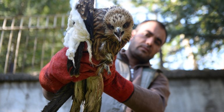Bingöl'de yaralı kızıl şahin tedavi altına alındı