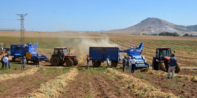 Bitlis'te devlet desteğiyle ekilen fasulyenin hasadına başlandı