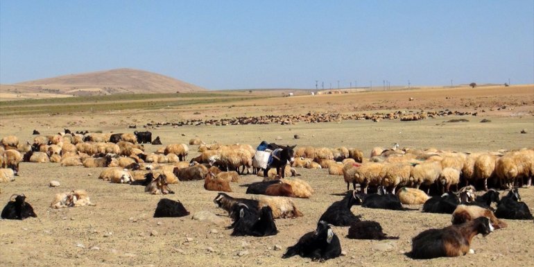 Bitlis'te hayvan yetiştiricileri kuraklık nedeniyle sıkıntı yaşıyor