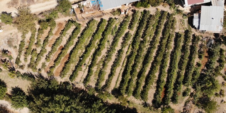 Elazığ'da kazanlar "orcik" yapımı için kaynıyor