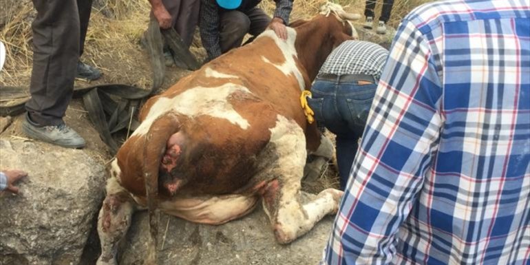 Elazığ'da kayalıklara sıkışan ineği belediye ekipleri kurtardı