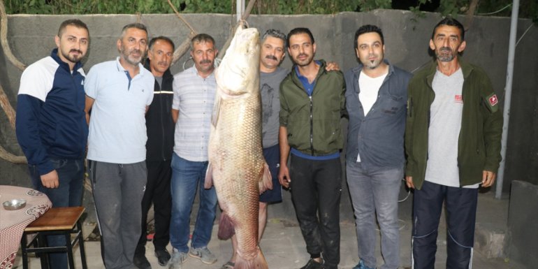 Karasu Nehri'nde 85 kilogram ağırlığında 180 santimetre uzunluğunda turna balığı yakalandı
