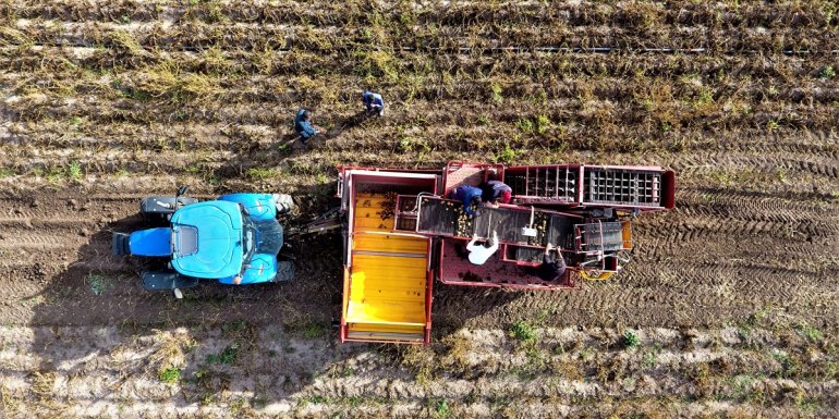 Pasinler Ovası'nda sertifikalı tohumla üretilen patateste kuraklığa rağmen rekolte arttı