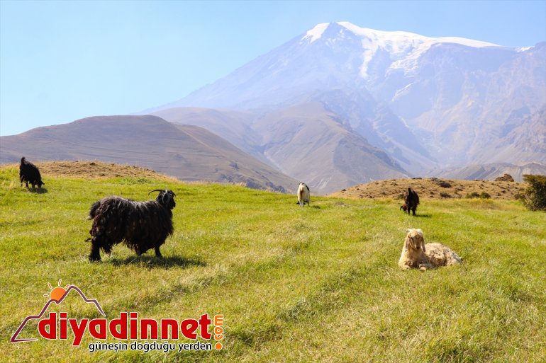 - Dağı eteklerindeki hazırlığına çiftçiler kış IĞDIR Ağrı başladı 7