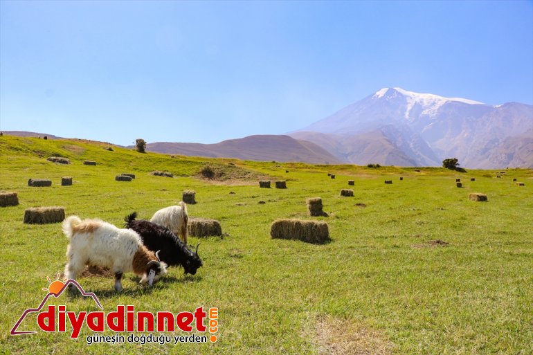 başladı Ağrı - kış IĞDIR çiftçiler hazırlığına Dağı eteklerindeki 8