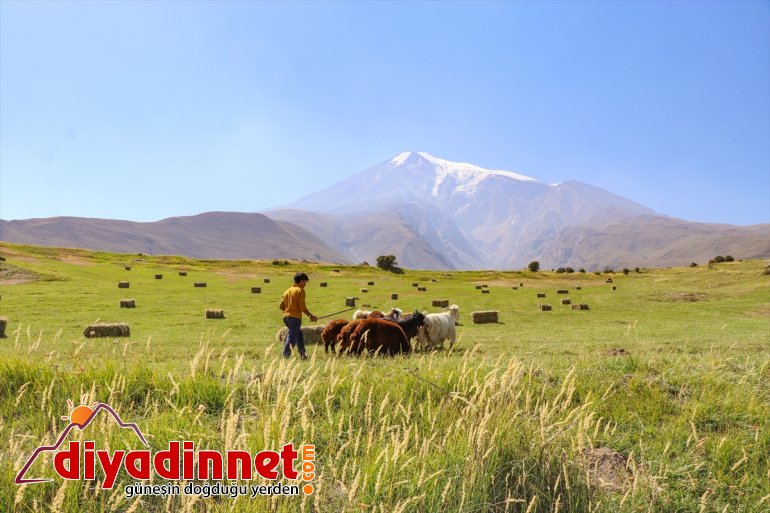 IĞDIR Ağrı Dağı kış başladı eteklerindeki hazırlığına - çiftçiler 10
