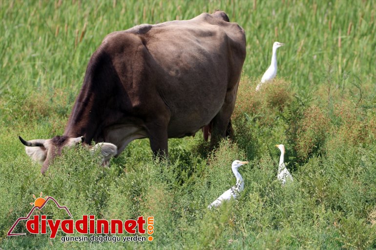 kuş Parkı, - Milli Dağı Ağrı çekiyor IĞDIR popülasyonuyla dikkati 2