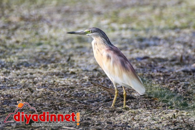 popülasyonuyla - IĞDIR Dağı kuş Parkı, çekiyor dikkati Ağrı Milli 11