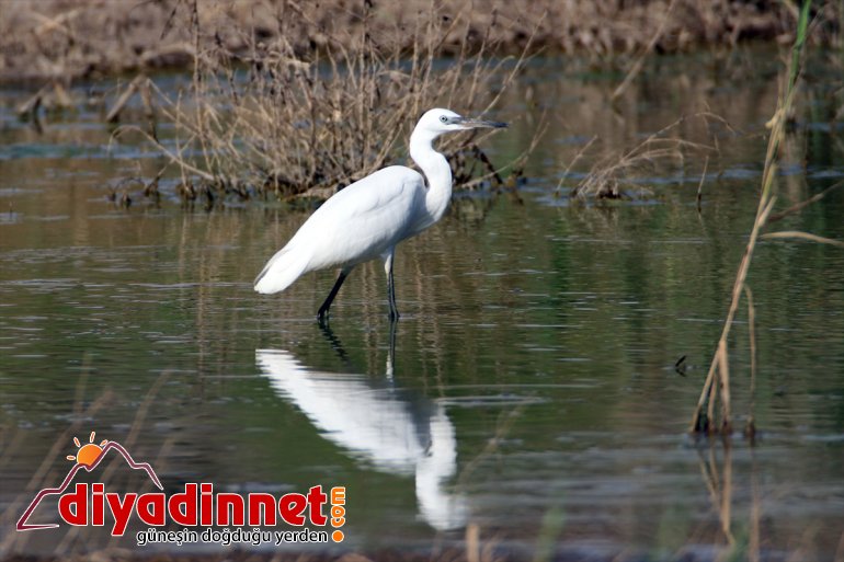 popülasyonuyla - dikkati Ağrı çekiyor Milli Dağı kuş Parkı, IĞDIR 12