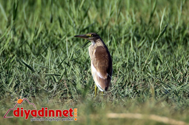 Milli - popülasyonuyla dikkati Ağrı Parkı, kuş IĞDIR çekiyor Dağı 13