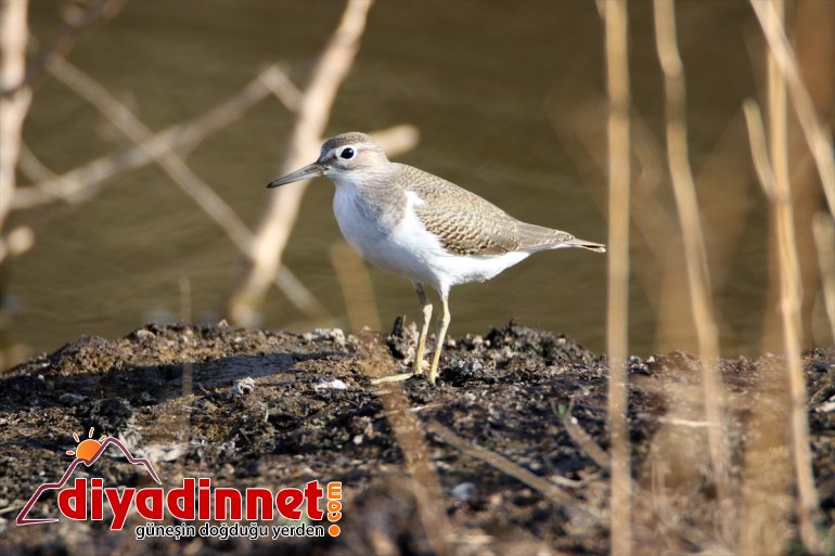 dikkati popülasyonuyla Ağrı Dağı Milli kuş - Parkı, IĞDIR çekiyor 14