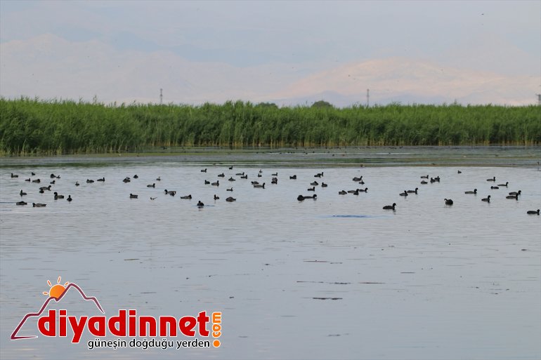 Dağı dikkati IĞDIR Parkı, kuş - Ağrı çekiyor popülasyonuyla Milli 15