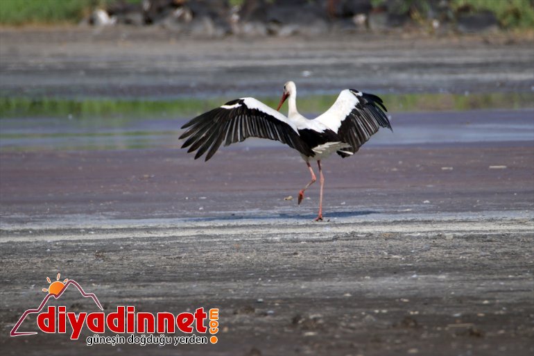popülasyonuyla Dağı - çekiyor Parkı, dikkati kuş IĞDIR Milli Ağrı 16