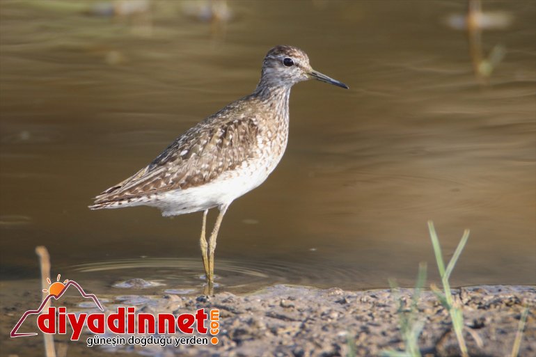 çekiyor Ağrı dikkati kuş Parkı, - Milli IĞDIR Dağı popülasyonuyla 17