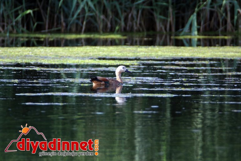 çekiyor Milli Parkı, dikkati IĞDIR kuş - popülasyonuyla Dağı Ağrı 18