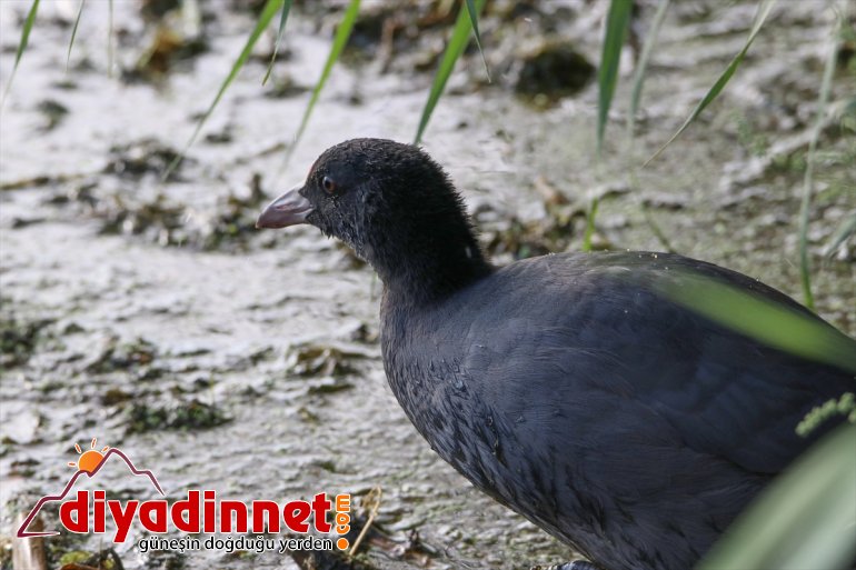 IĞDIR kuş Parkı, - popülasyonuyla dikkati Milli çekiyor Ağrı Dağı 3