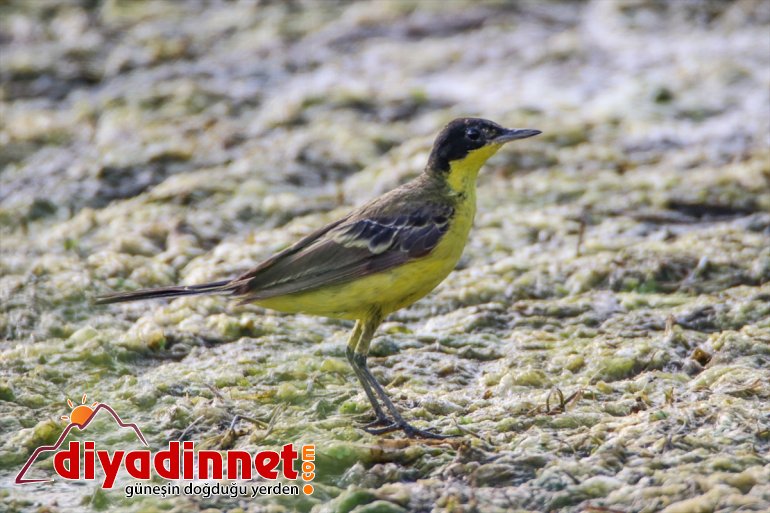 Ağrı Parkı, IĞDIR Milli dikkati çekiyor popülasyonuyla kuş - Dağı 4