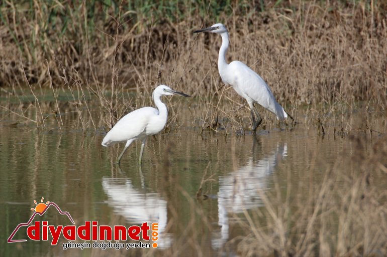 - popülasyonuyla kuş Dağı Parkı, IĞDIR Milli çekiyor Ağrı dikkati 5