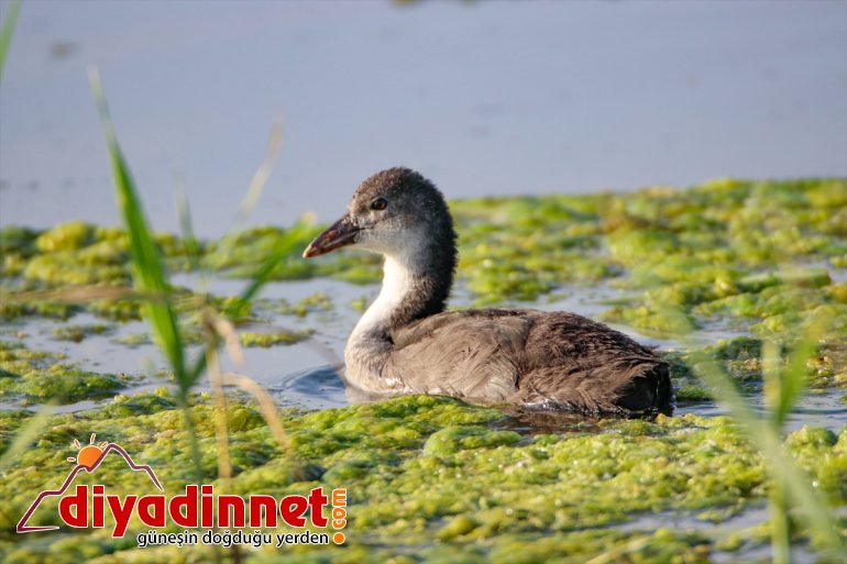 - dikkati Ağrı IĞDIR Parkı, Milli çekiyor popülasyonuyla kuş Dağı 6