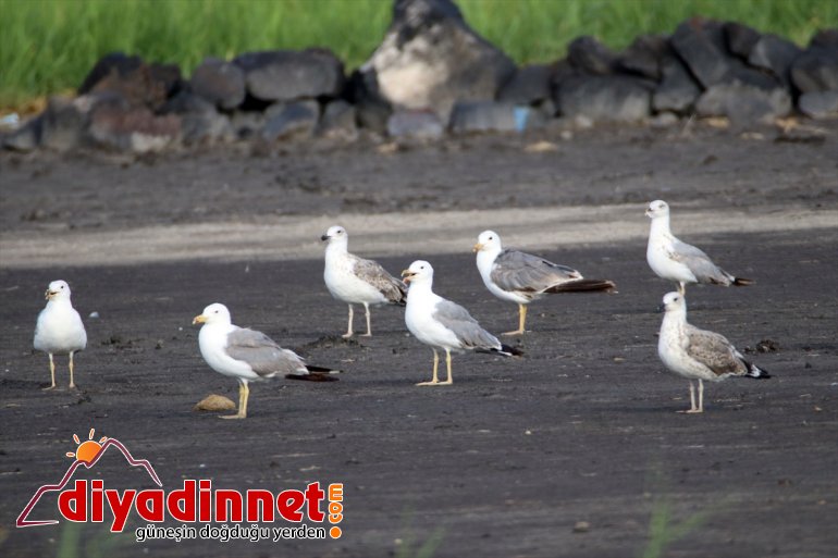 kuş dikkati çekiyor IĞDIR Milli - Parkı, Ağrı popülasyonuyla Dağı 7