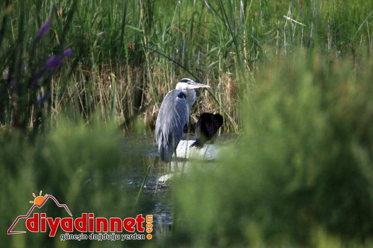 popülasyonuyla dikkati Dağı çekiyor IĞDIR kuş Milli Ağrı - Parkı, 8