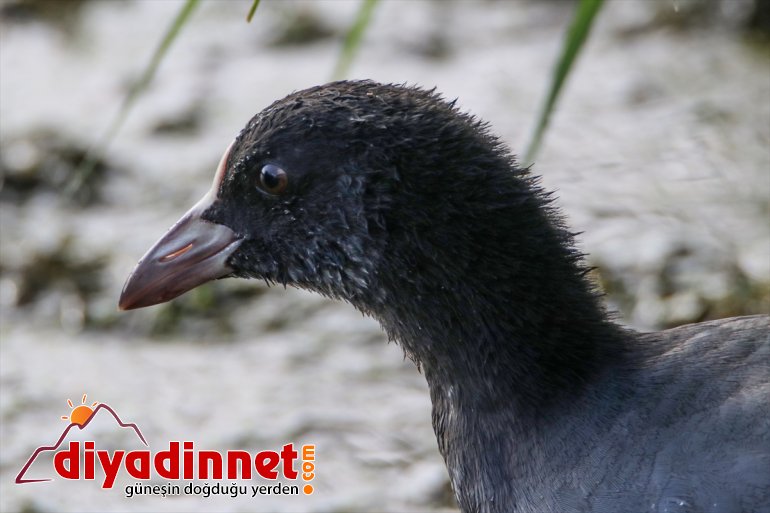 Milli IĞDIR Dağı Parkı, Ağrı popülasyonuyla - dikkati kuş çekiyor 9