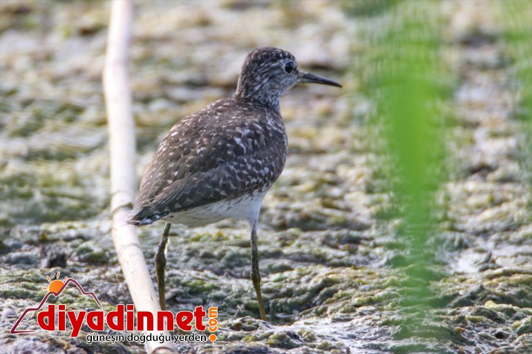 çekiyor dikkati popülasyonuyla IĞDIR Milli kuş Ağrı - Parkı, Dağı 10