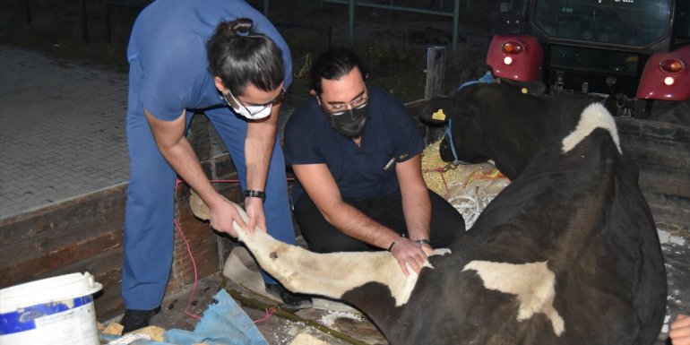 Ayağı kırılan gebe ineği kurtarmak için 3 kilometrelik yol açıldı