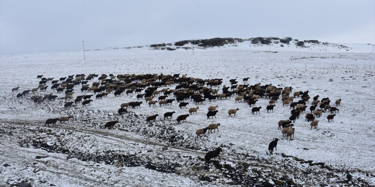 Kars'ta kar yağışı besicileri hazırlıksız yakaladı