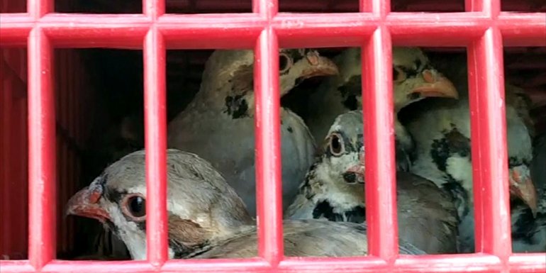 Kars'ta kınalı keklikler doğayla buluştu