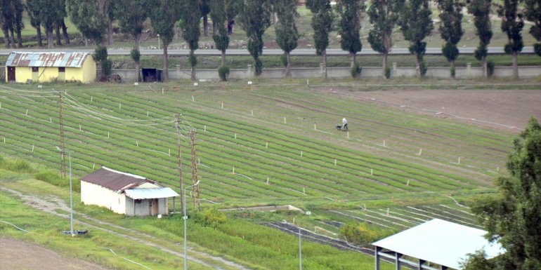 KARS - Sarıçam ormanlarına dikilen meyve fidanları sayesinde yaban hayatı aç kalmıyor1