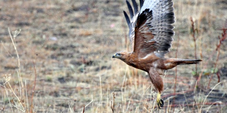 Kars sonbaharda doğa ve yaban hayatıyla ayrı bir güzelliğe büründü