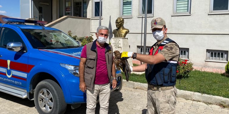 Malatya'da jandarma ekipleri yaralı bulduğu şahini tedavi ettirdi